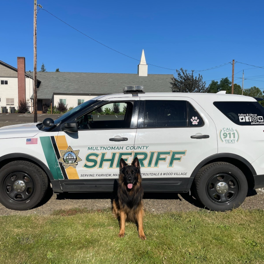 Comfort dog Burton sitting in front of a patrol car.