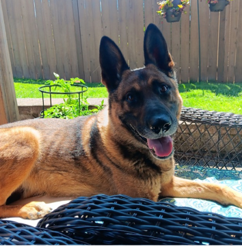 K9 Rudy sitting on a lounge chair in his handlers backyard.